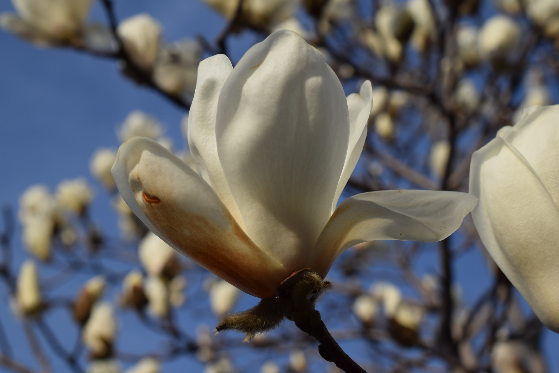 街路樹のモクレン蕾とハクモクレン かっちゃんさんの名古屋市の活動データ Yamap ヤマップ