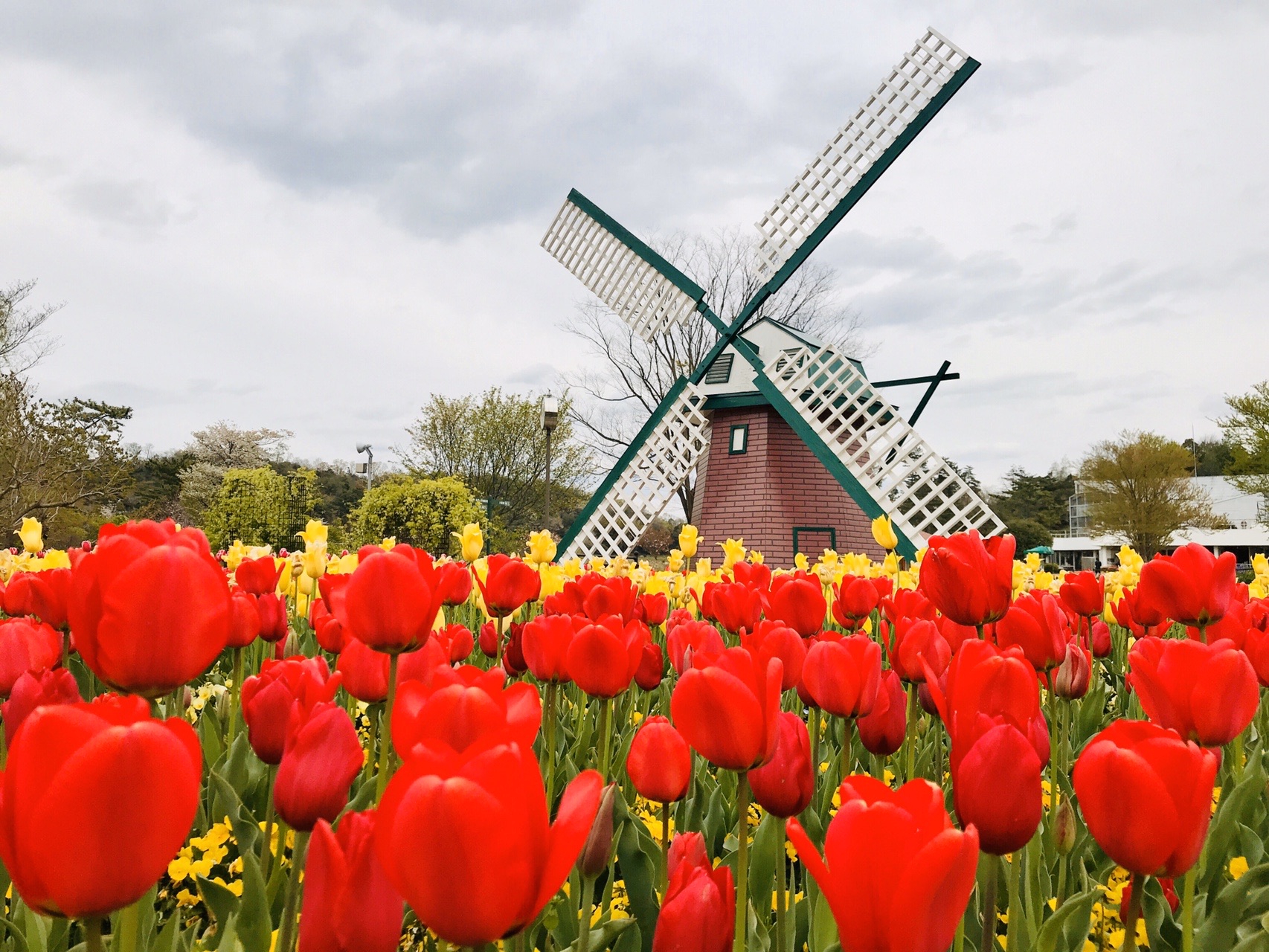 チューリップいっぱいのフラワーセンターへ 飯盛山 兵庫県加西市 04 11 かおりんさんの加西アルプス 笠松山 兵庫県 善防山の活動データ Yamap ヤマップ