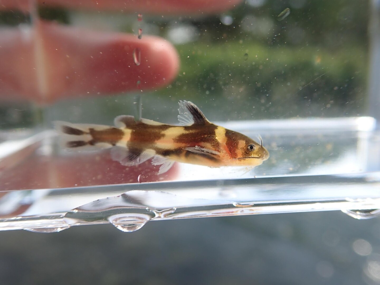 アリアケギバチ アリアケスジシマドジョウ... / S/Kyさんのモーメント YAMAP / ヤマップ