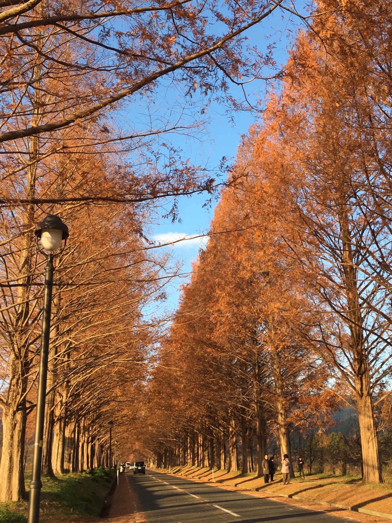 メタセコイア並木 紅葉 マキノ高原 なおさんの三国山 乗鞍岳 赤坂山の活動日記 Yamap ヤマップ