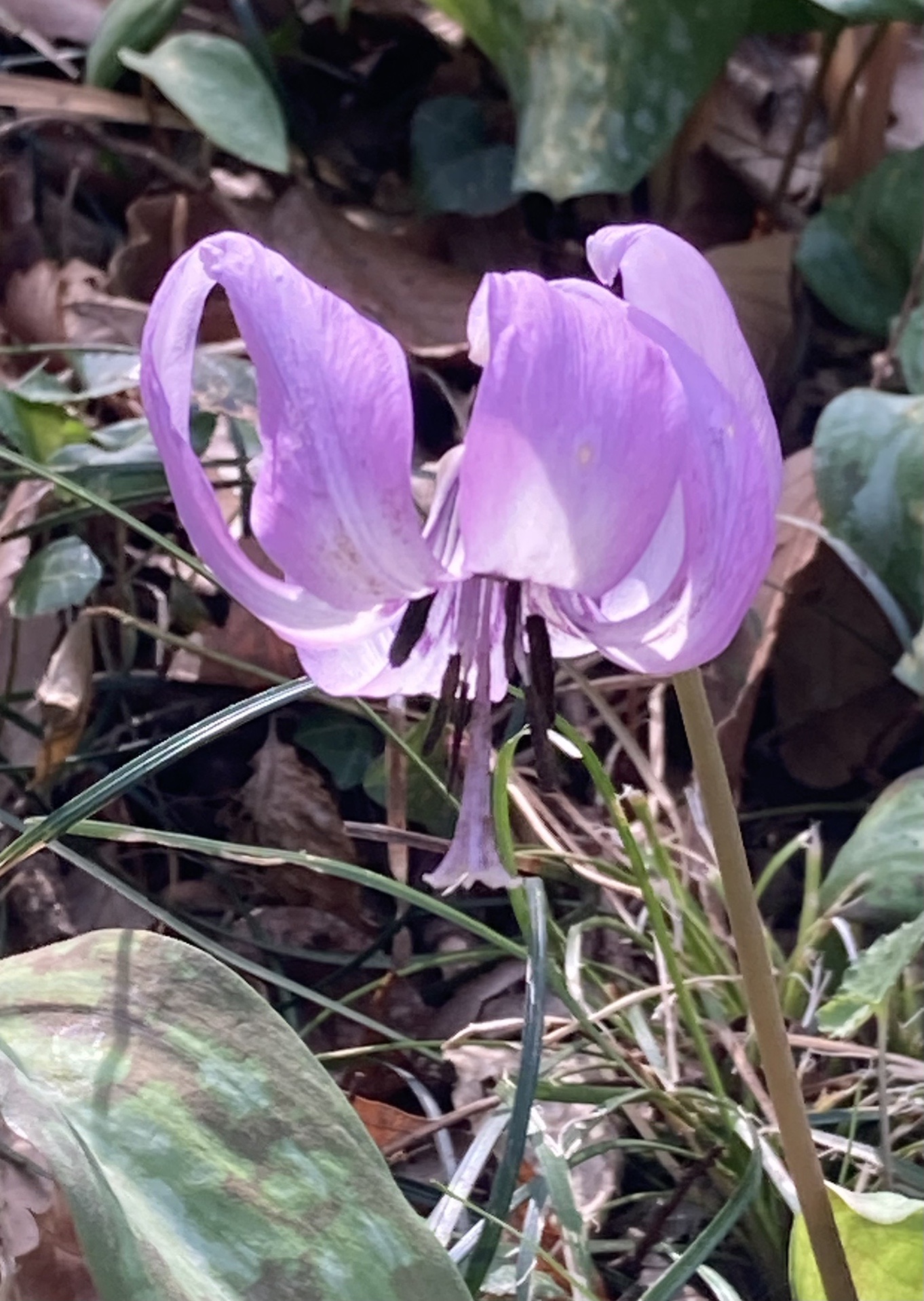 三毳山 みかも山 カタクリの園 22 3 30 みわさんの三毳山の活動データ Yamap ヤマップ