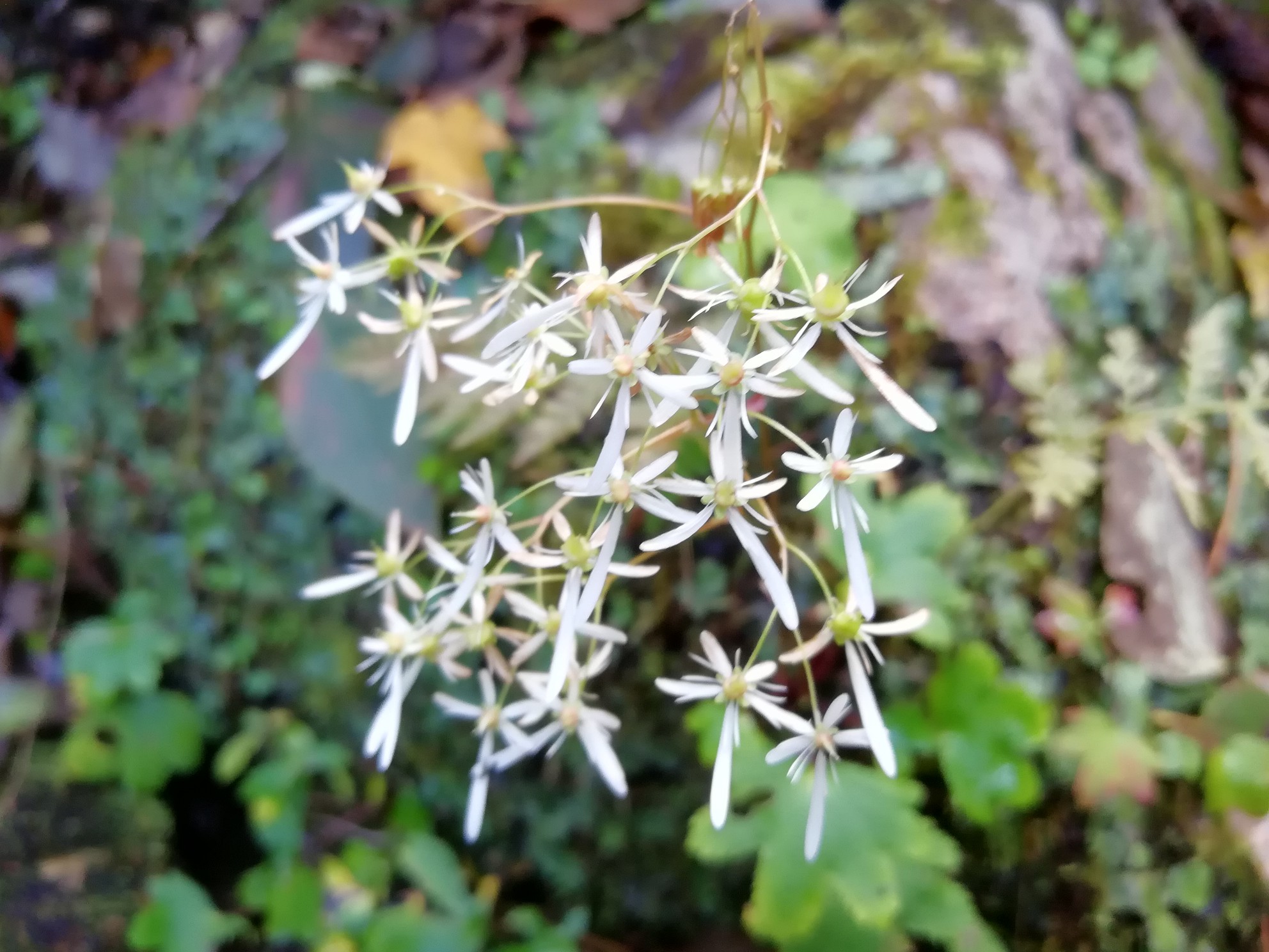 ダイモンジソウがありました Skさんの六甲山 長峰山 摩耶山の活動データ Yamap ヤマップ