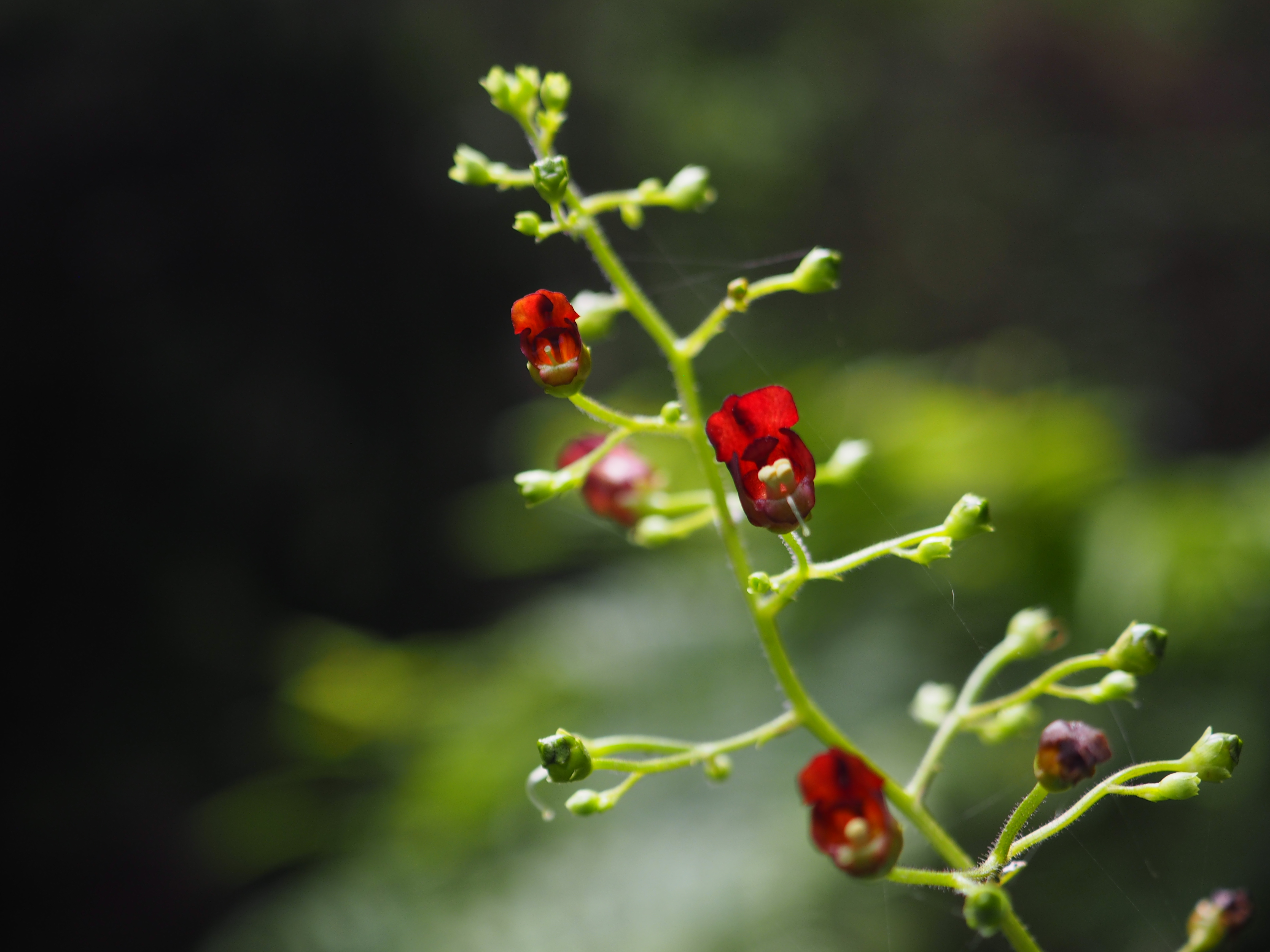 ガガイモの花 うらさんの明星山 白金山の活動日記 Yamap ヤマップ