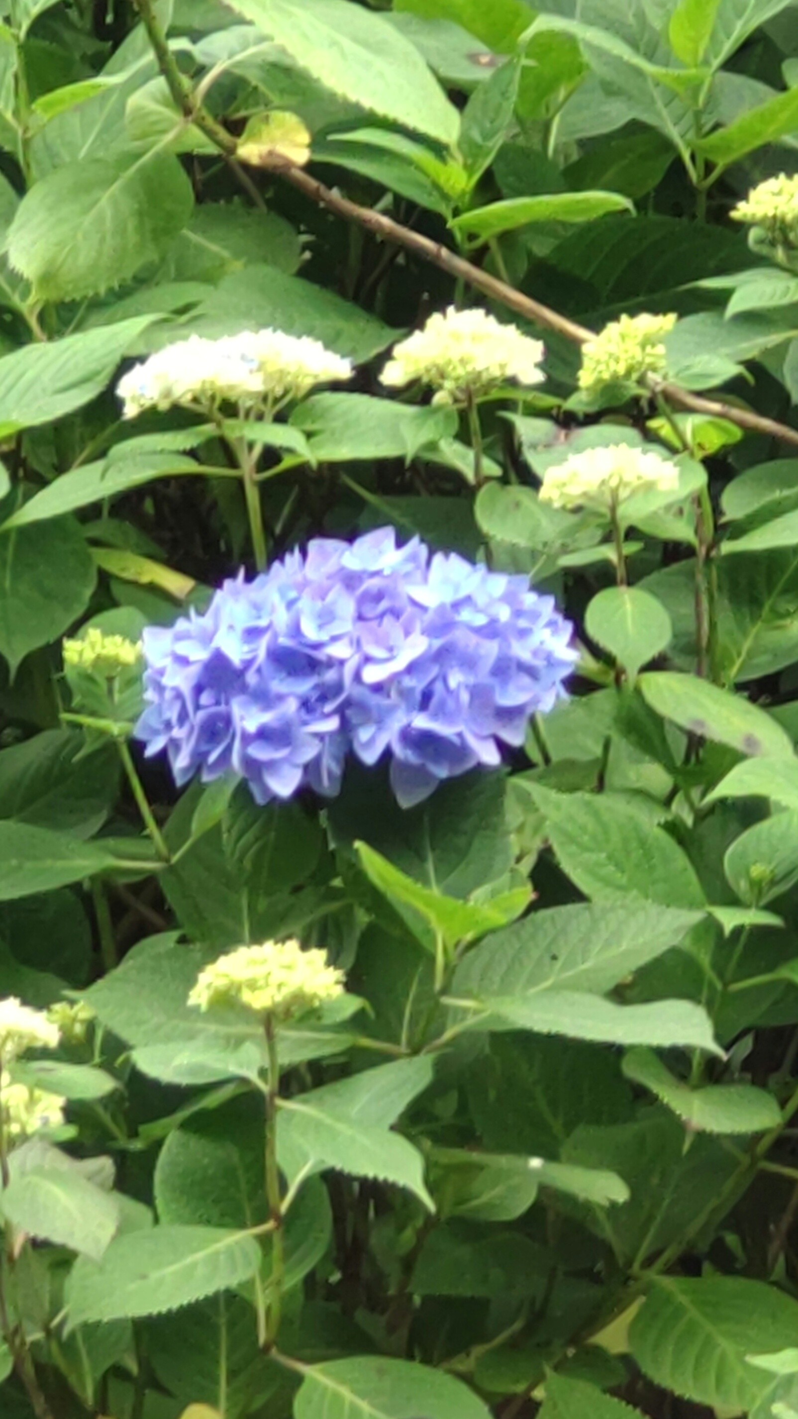 生駒山 ぬかた紫陽花園 せっけん さんの生駒山 神津嶽 大原山の活動データ Yamap ヤマップ