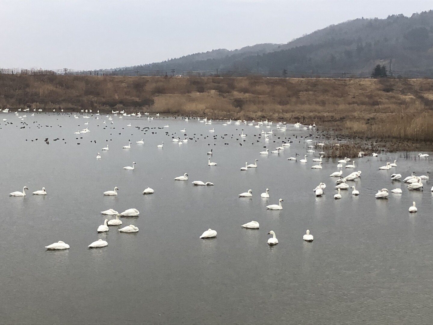 ゆる く白鳥ラン ヒマーンさんの三条市の活動日記 Yamap ヤマップ