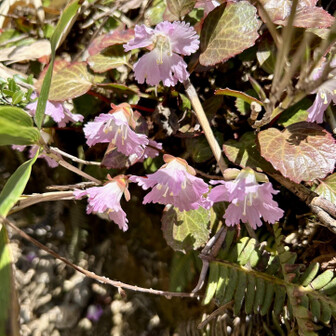 荒島岳 イワウチワ