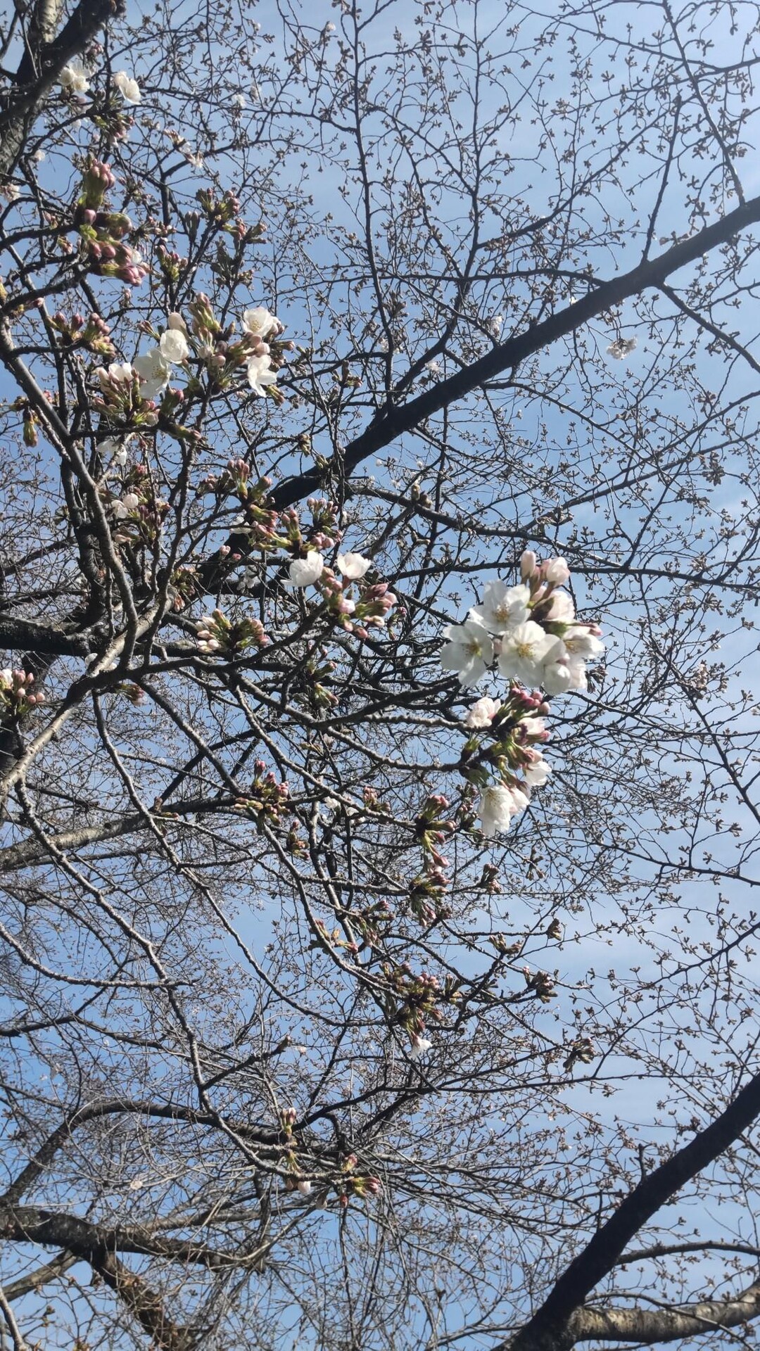 大城山 / ゆっこさんの四王寺山・大城山・大原山の活動データ YAMAP / ヤマップ