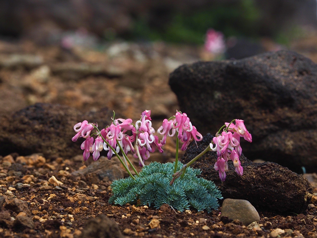 最大48 Offクーポン 高山植物2集 シナノキンバイ 未使用60円切手 627 Bagochile Cl