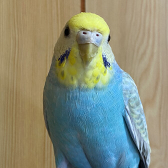 ちりん♫＠連投マジ堪忍。