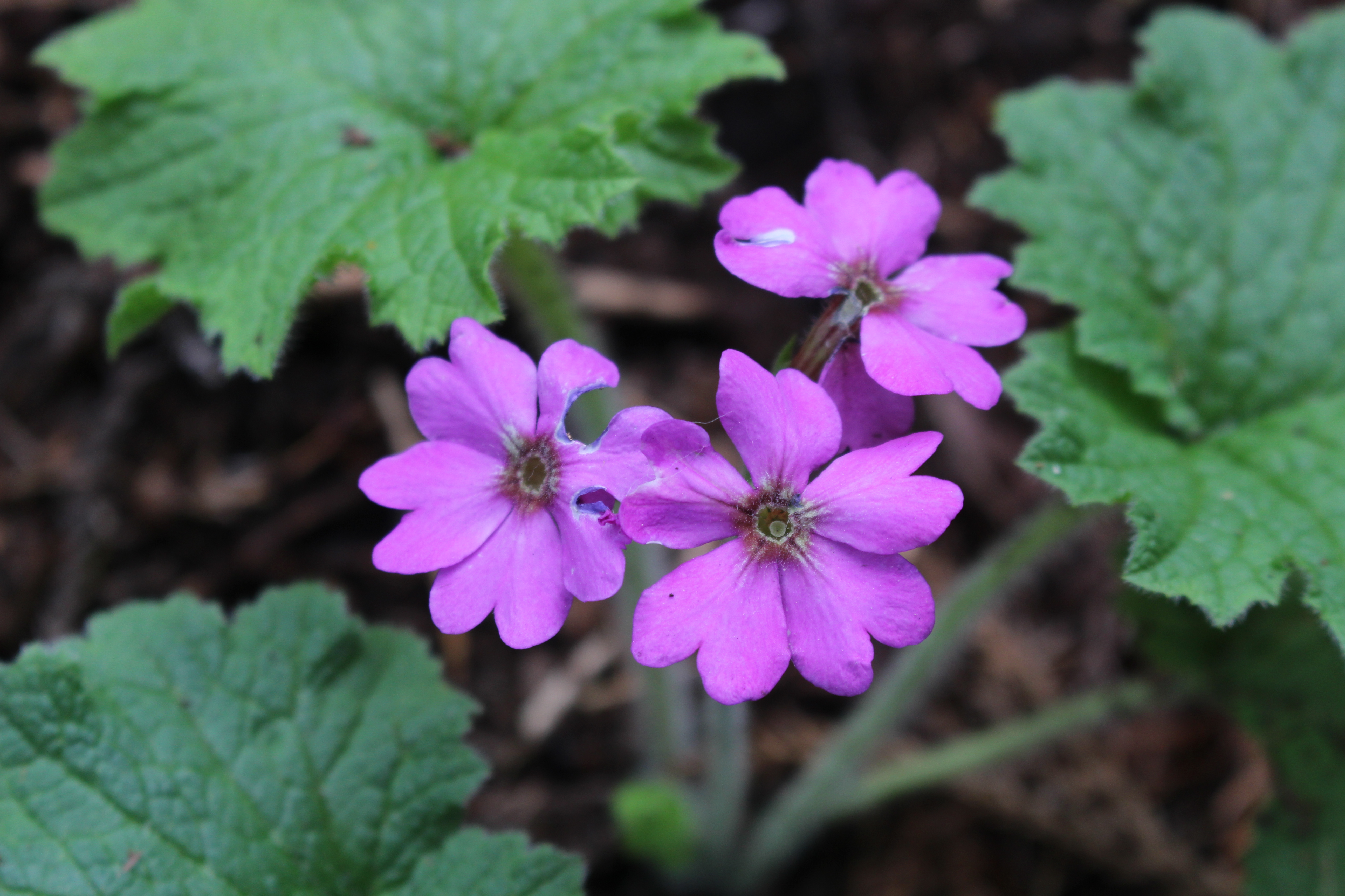 日本でここにしか咲かない花 カッコソウ咲く鳴神山 ハドさんの鳴神山 吾妻山の活動データ Yamap ヤマップ