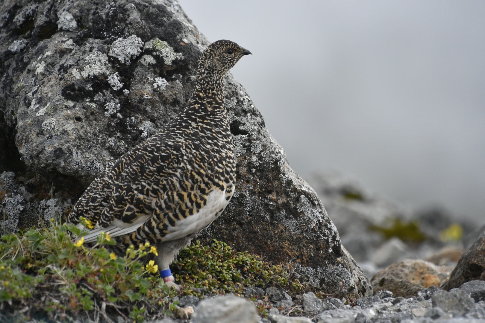 乗鞍岳 雷鳥バブル D40 自粛中 さんの乗鞍岳の活動データ Yamap ヤマップ