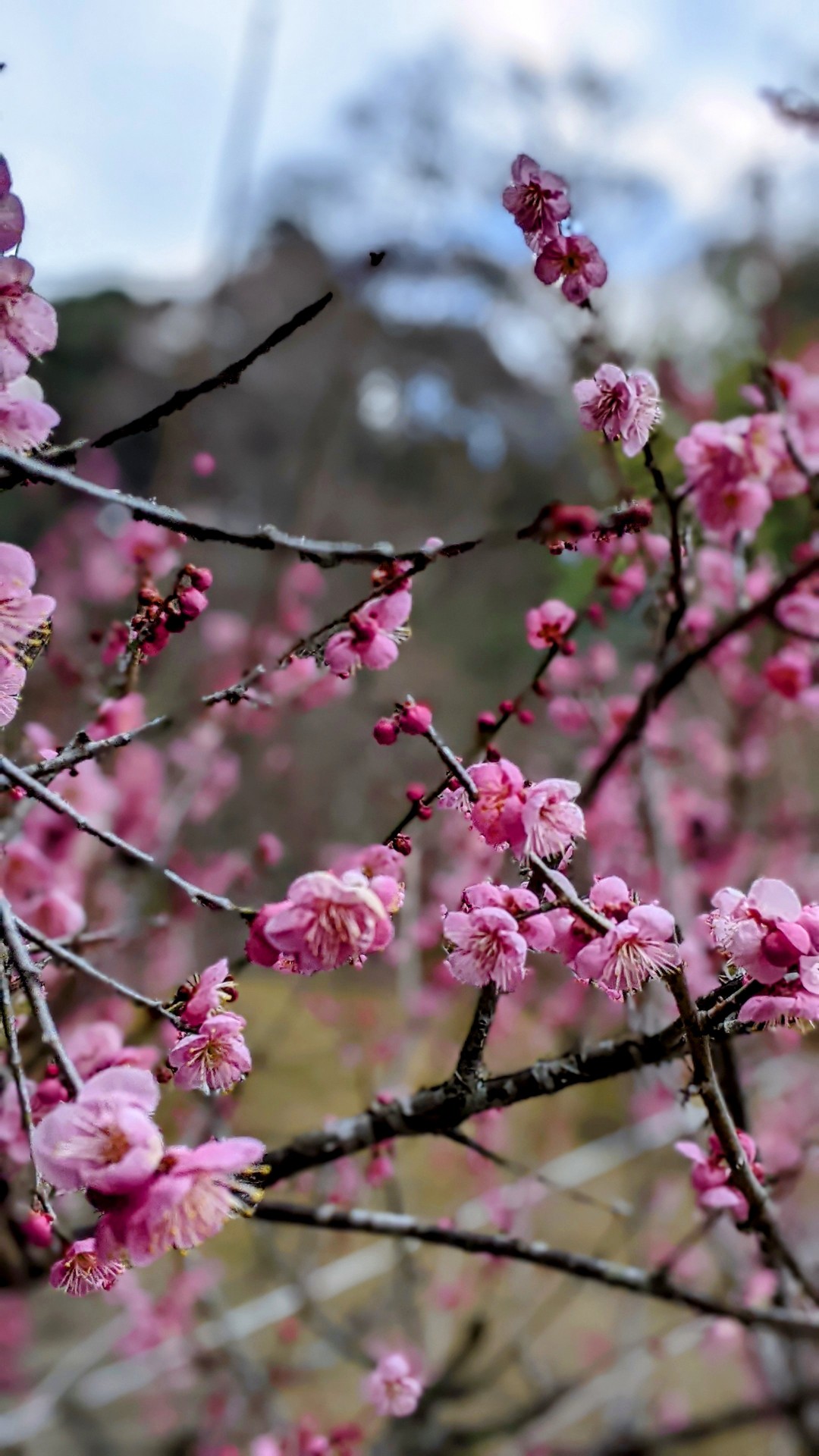 春待ち散歩 増位山 観梅 前ちゃんさんの姫路市の活動データ Yamap ヤマップ