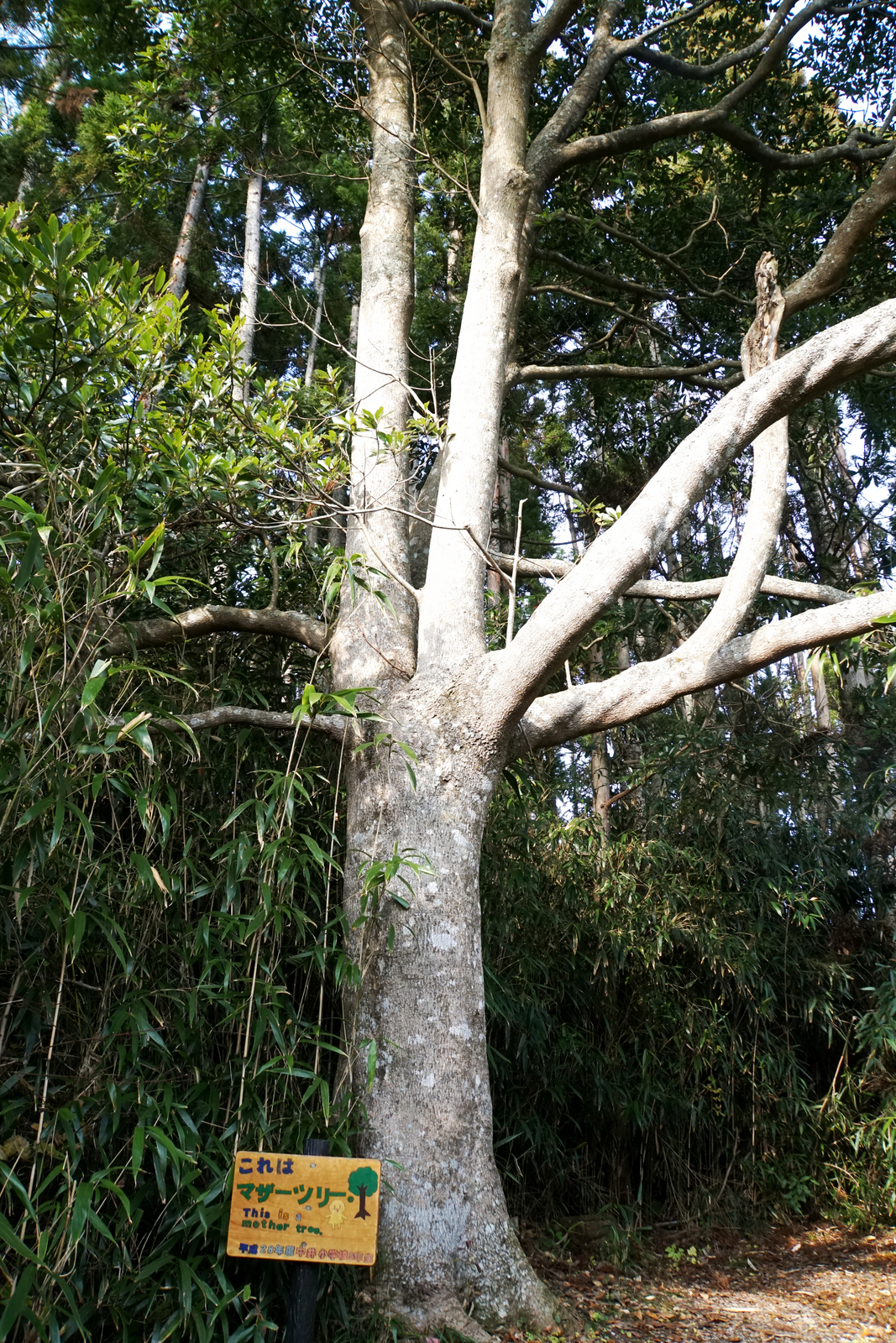 宮城オルレ 気仙沼 唐桑コース 紺碧の海 奇岩 唐桑御殿 ブナ太郎さんの宮城オルレ 気仙沼 唐桑コースの活動日記 Yamap ヤマップ