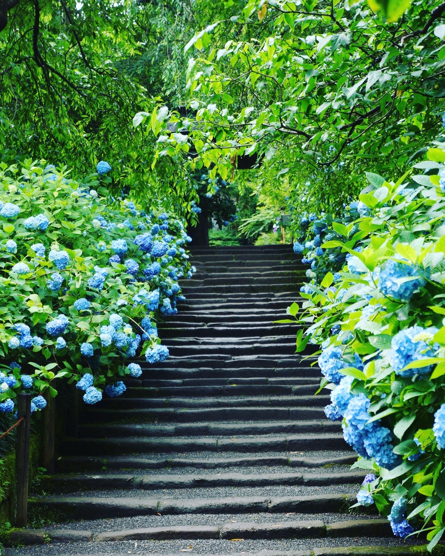 紫陽花見頃 明月院ブルー 鎌倉アルプスハイキング 鎌倉観光 しげっぺ さんの鎌倉アルプス 大平山 天台山 の活動データ Yamap ヤマップ