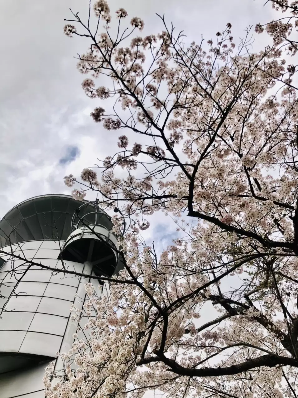 美唄東明公園満開桜 満喫してます ゆうじさんの美唄市の活動データ Yamap ヤマップ