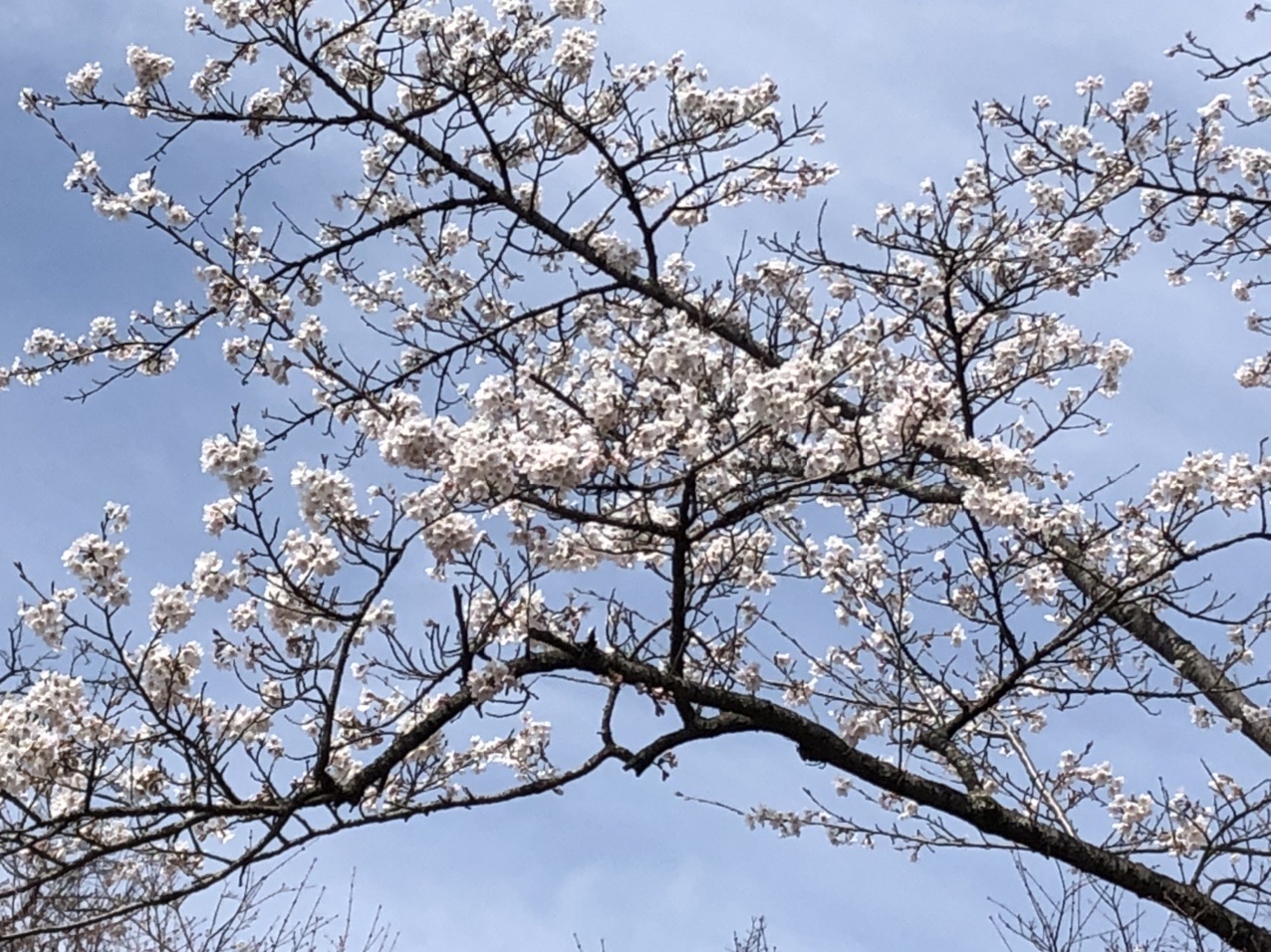 一丁平の桜は八分咲き 奥高尾縦走トレラン 陣馬山 高尾山 だったんさんの高尾山 陣馬山 景信山の活動データ Yamap ヤマップ