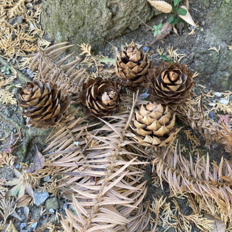 広葉杉の実　神社の近くに沢山落ちていた。