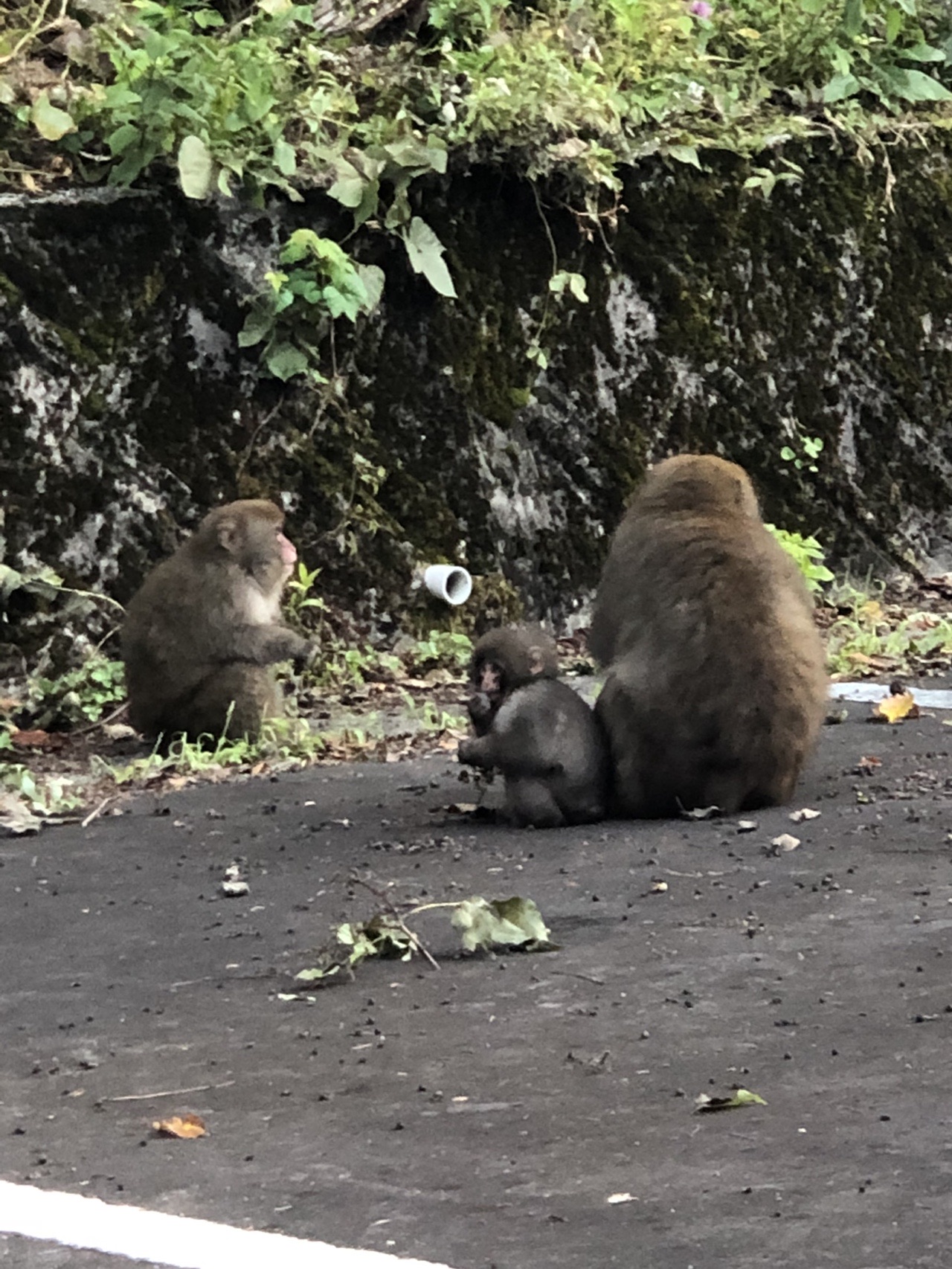 三方岩岳 妙法山 19 10 17 かなむ さんの三方岩岳 妙法山の活動日記 Yamap ヤマップ
