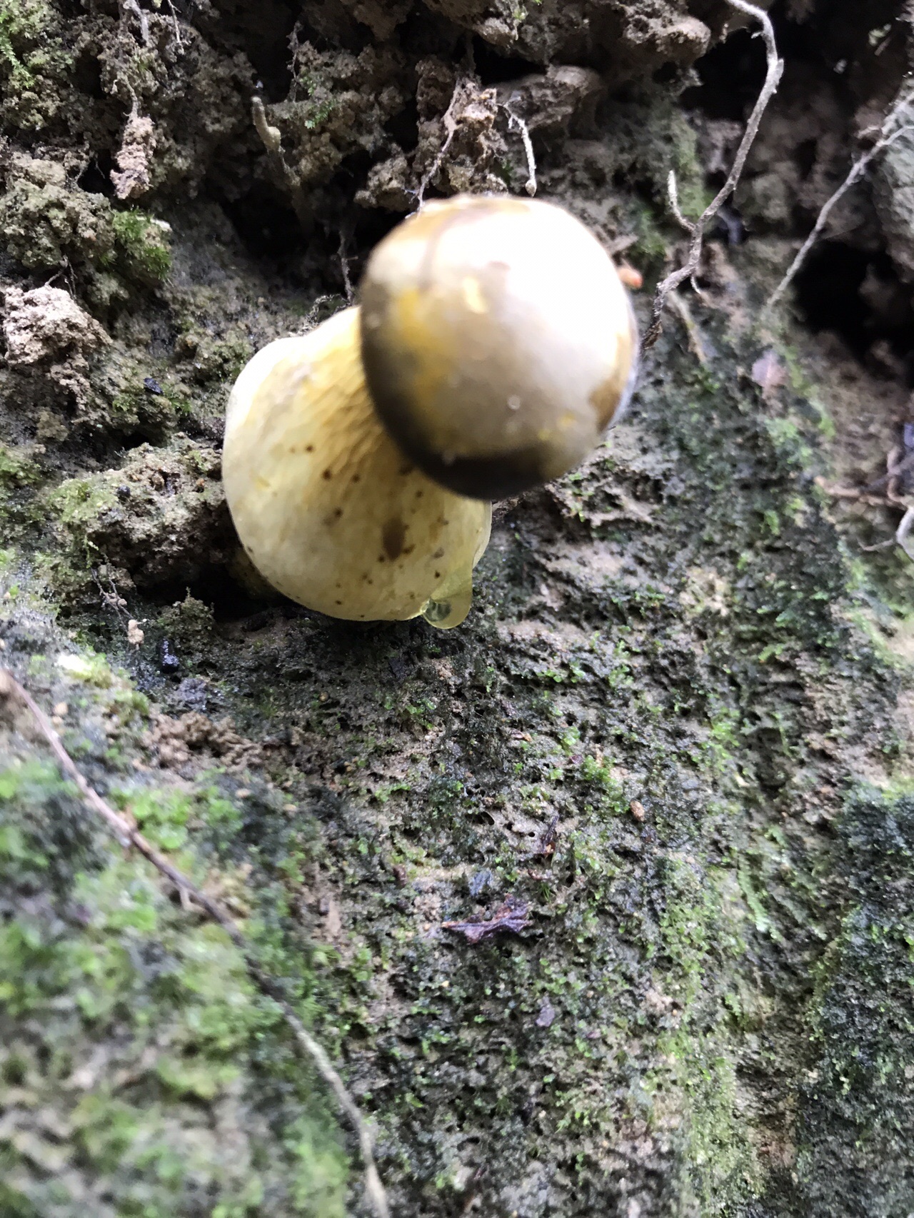 谷上山 愛媛森林公園 きのこ探訪 19 08 25 元気うさぎさんの谷上山の活動日記 Yamap ヤマップ