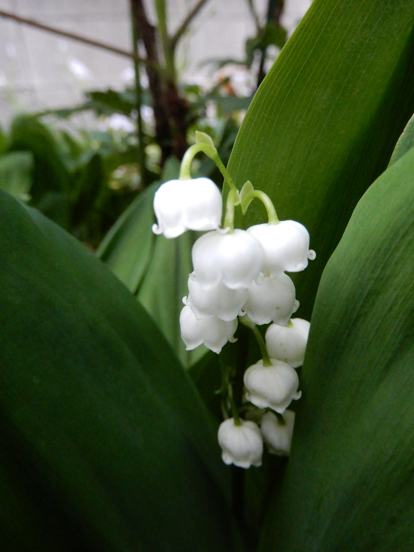 ようこそマイガーデンへ きーちゃんさんの大小山 妙義山 西場富士の活動日記 Yamap ヤマップ