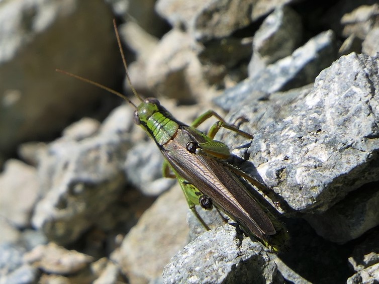 不溜山 乗幸山 鹿 蝶 トンボ 鳥ロードにヤブコギと新しい道も Denaliさんの富栄山 大空山の活動日記 Yamap ヤマップ