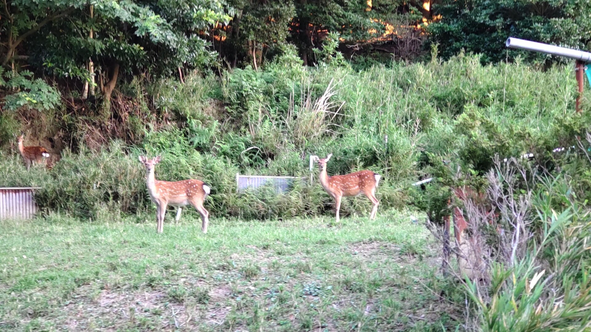 鹿と夕日に出合った灼熱の鋸山 / かとうまるさんの鋸山の活動データ | YAMAP / ヤマップ