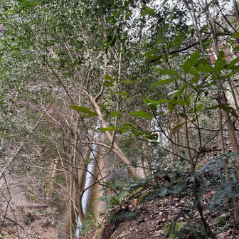 六甲山・長峰山・摩耶山 紅葉谷第二堰堤
右➡️を巻きます