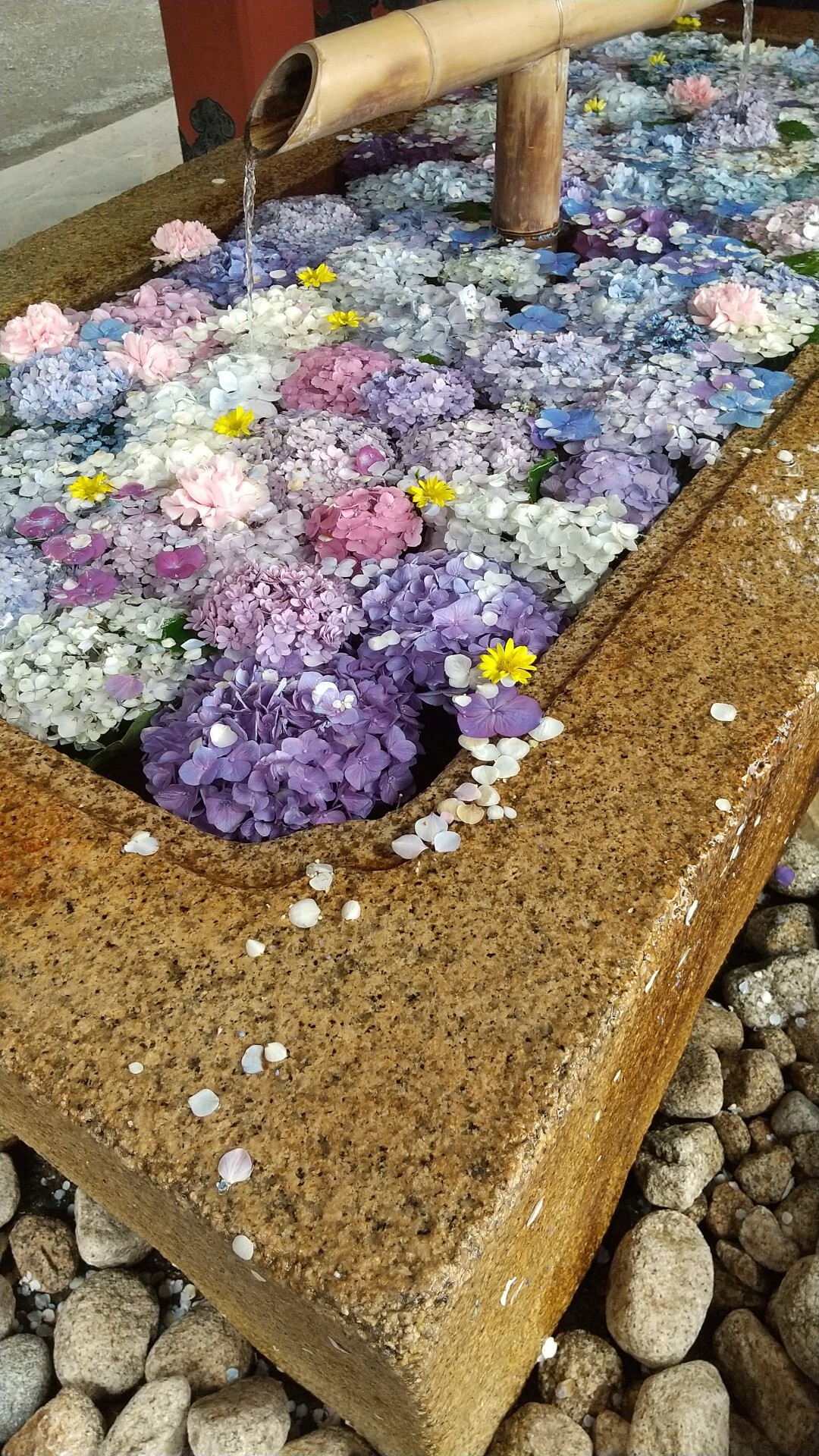 鶴岡八幡宮の花手水 とても綺麗でした Kumakoさんのモーメント Yamap ヤマップ