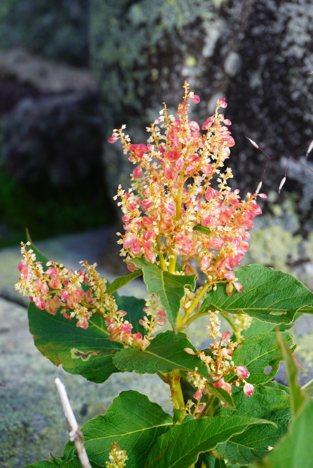 ソロで花の御嶽山 剣ヶ峰 御嶽山 継子岳 摩利支天山の写真21枚目 イタドリの仲間の高山植物で 他の植物の生 Yamap ヤマップ