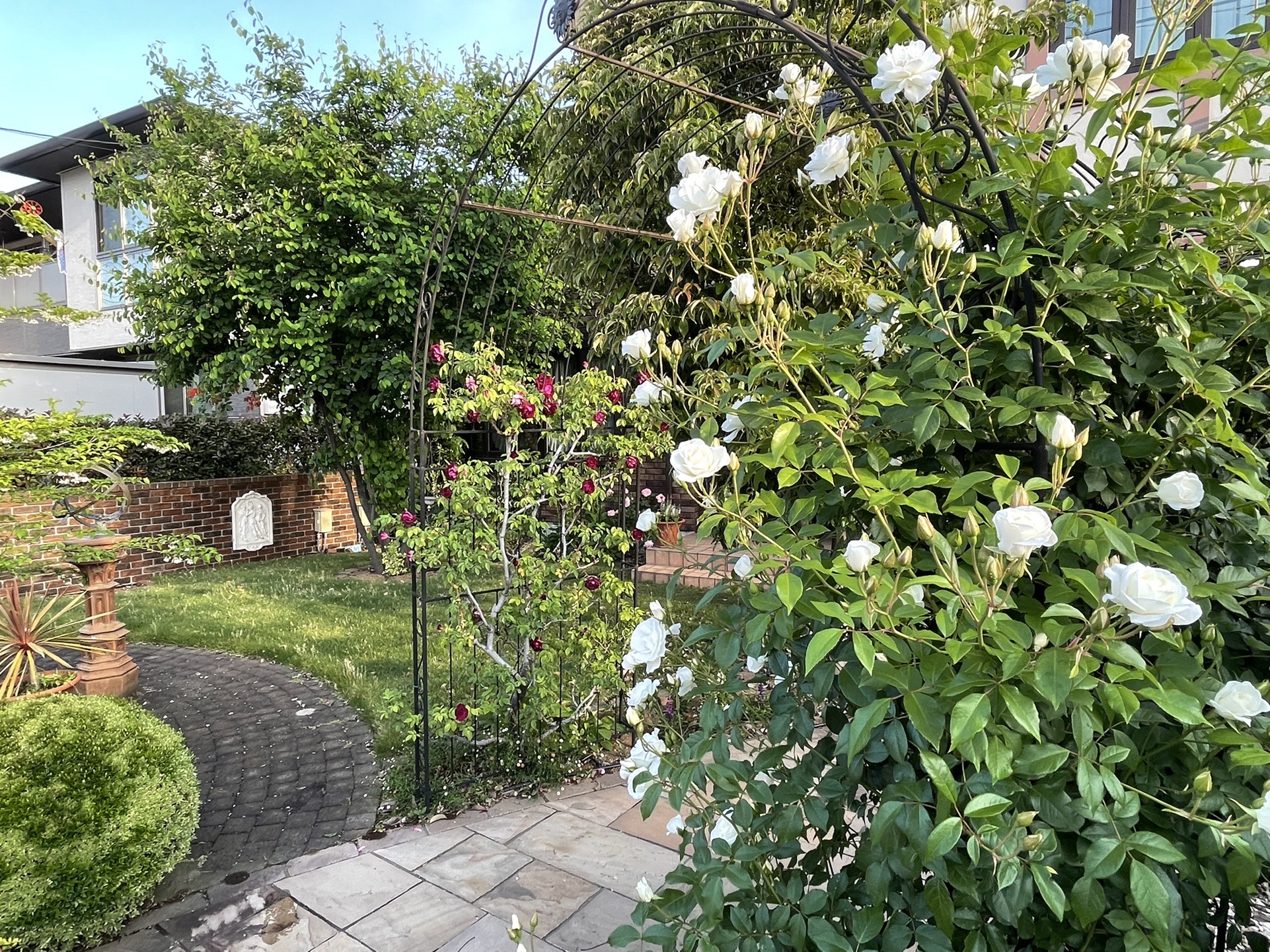 ５月は庭のバラが美しい季節 ピンクの ねぎねぎさんのモーメント Yamap ヤマップ