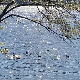 余呉湖には水鳥🦆✨✨
来てよかったです。