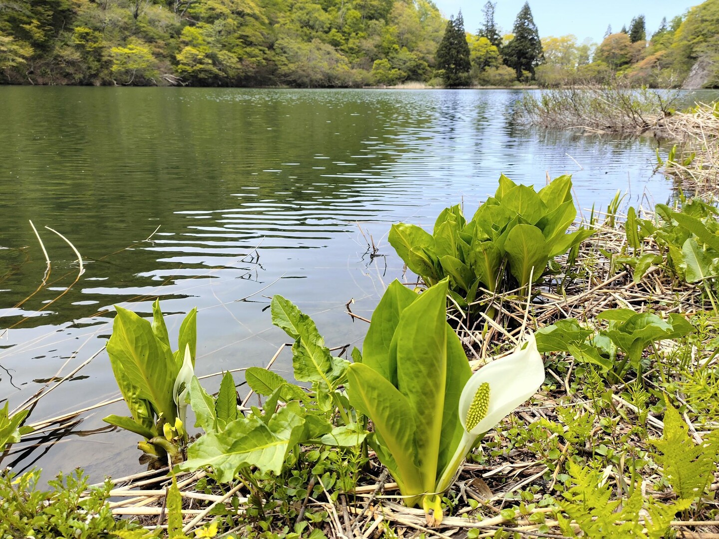 縄ヶ池・高清水山 / やまだのぼるさんの高清水山・高落場山・八乙女山の活動データ YAMAP / ヤマップ