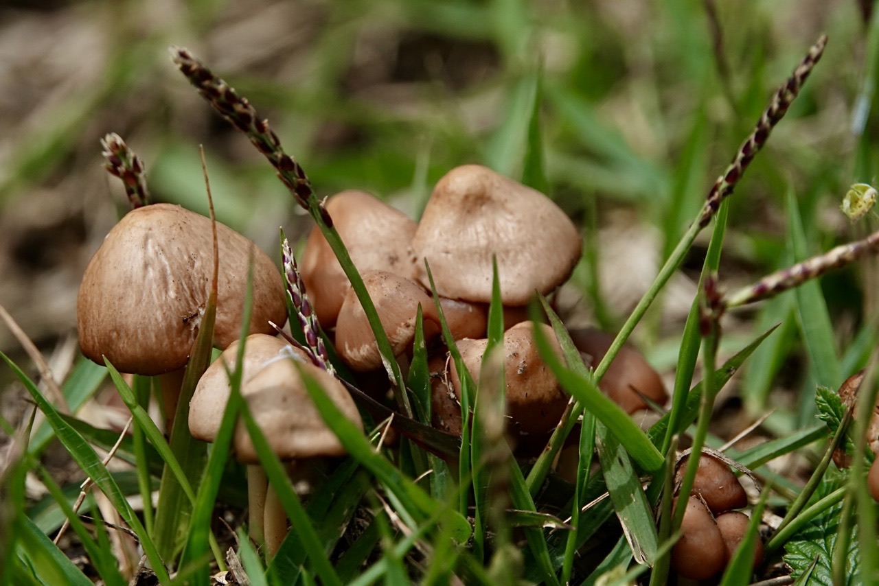 秋吉台トレッキング ともさんの秋吉台の活動データ Yamap ヤマップ