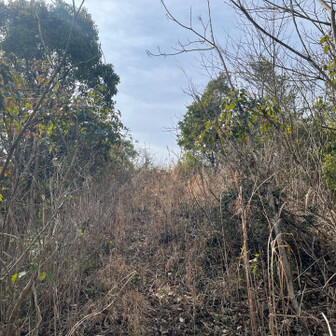 飯塚市 旧住友忠隈炭鉱滓集積場の最高所。