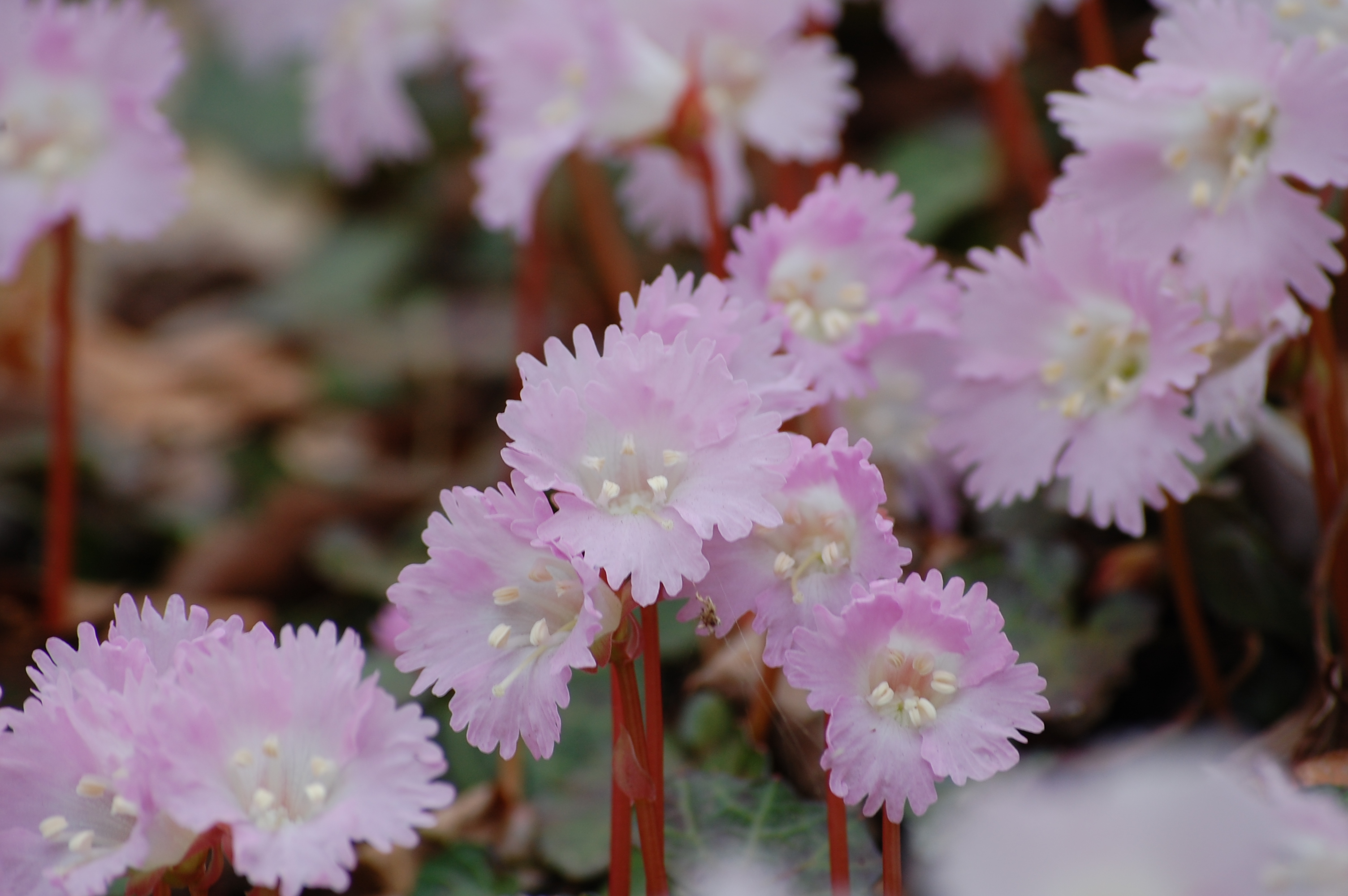禁断の 花園 横根山 Quest Of イワウチワ Andyさんの土岳 花貫渓谷 竪破山の活動日記 Yamap ヤマップ