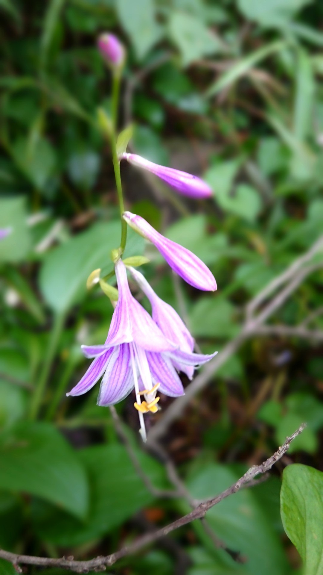 自然保護センター 種松山野草園の花々 奏龍さんの妙見山の活動日記 Yamap ヤマップ
