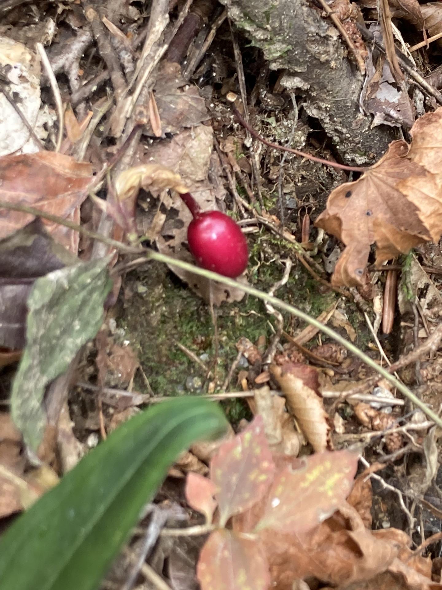 宝満山・仏頂山・頭巾山 / ポリゴンさんの宝満山・三郡山・若杉山の活動データ YAMAP / ヤマップ
