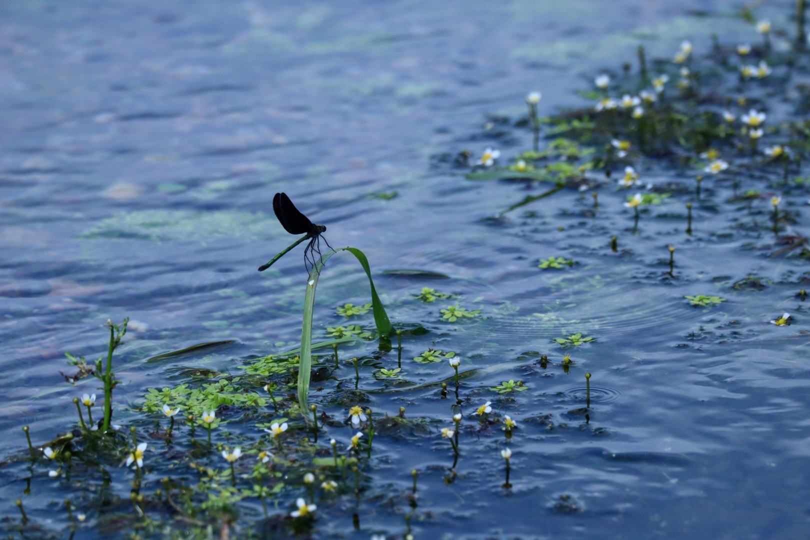 油彩/梅花藻のある川 油彩/梅花藻のある川 地蔵川（梅花藻） | 長浜・米原・奥びわ湖