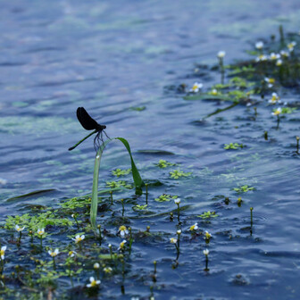 油彩/梅花藻のある川 油彩/梅花藻のある川 油彩/梅花藻のある川 油彩/梅花藻のある川 醒井