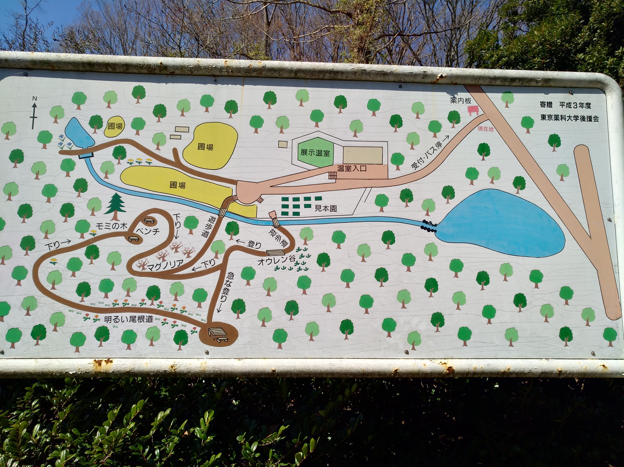 早春の妖精 裏高尾 東京薬科大 ちゅーさんの高尾山 陣馬山 景信山の活動日記 Yamap ヤマップ