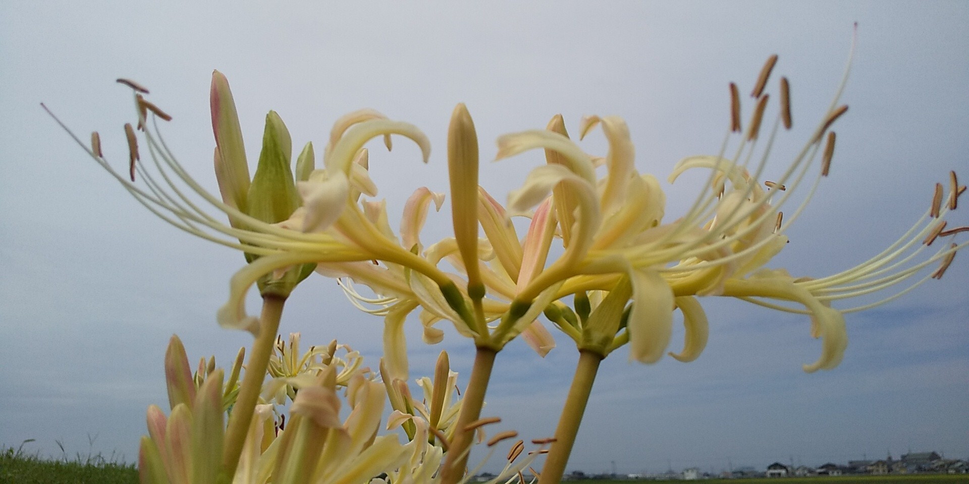彼岸花 別名 狐花 私の父は 狐に三 ゆうこさんのモーメント Yamap ヤマップ
