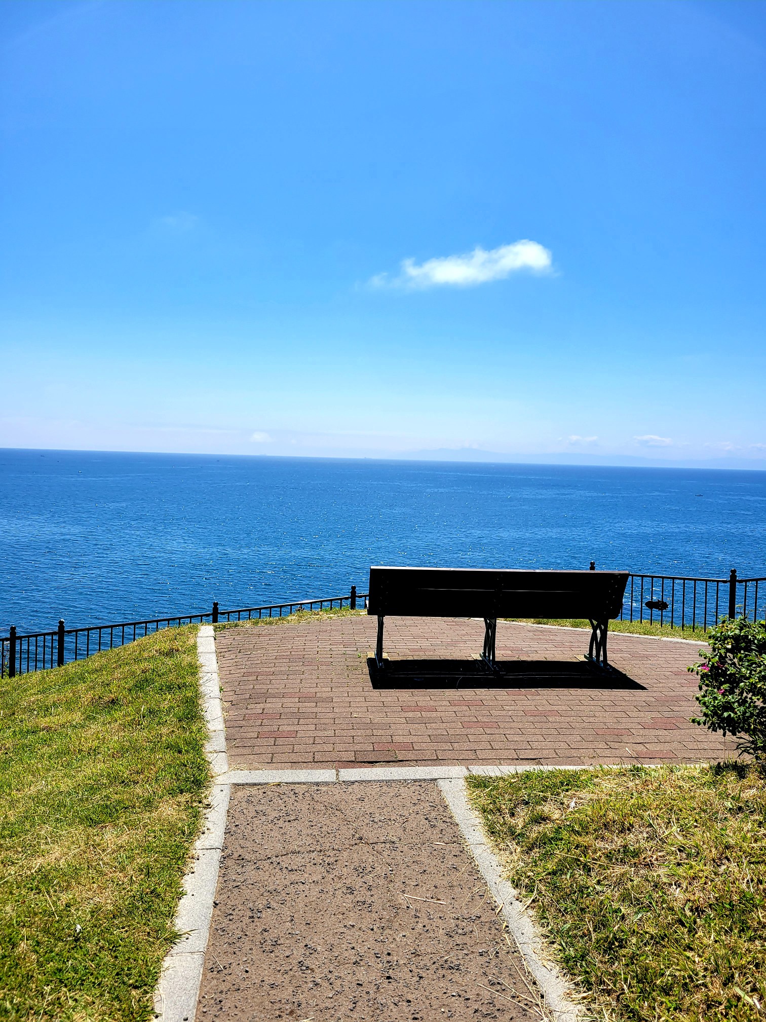 函館山 御殿山 から立待岬の海浜植物 原っぱさんの函館山の活動データ Yamap ヤマップ