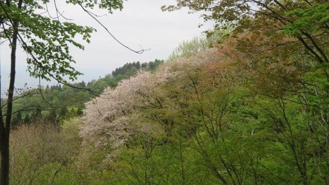 三ノ峠山の写真