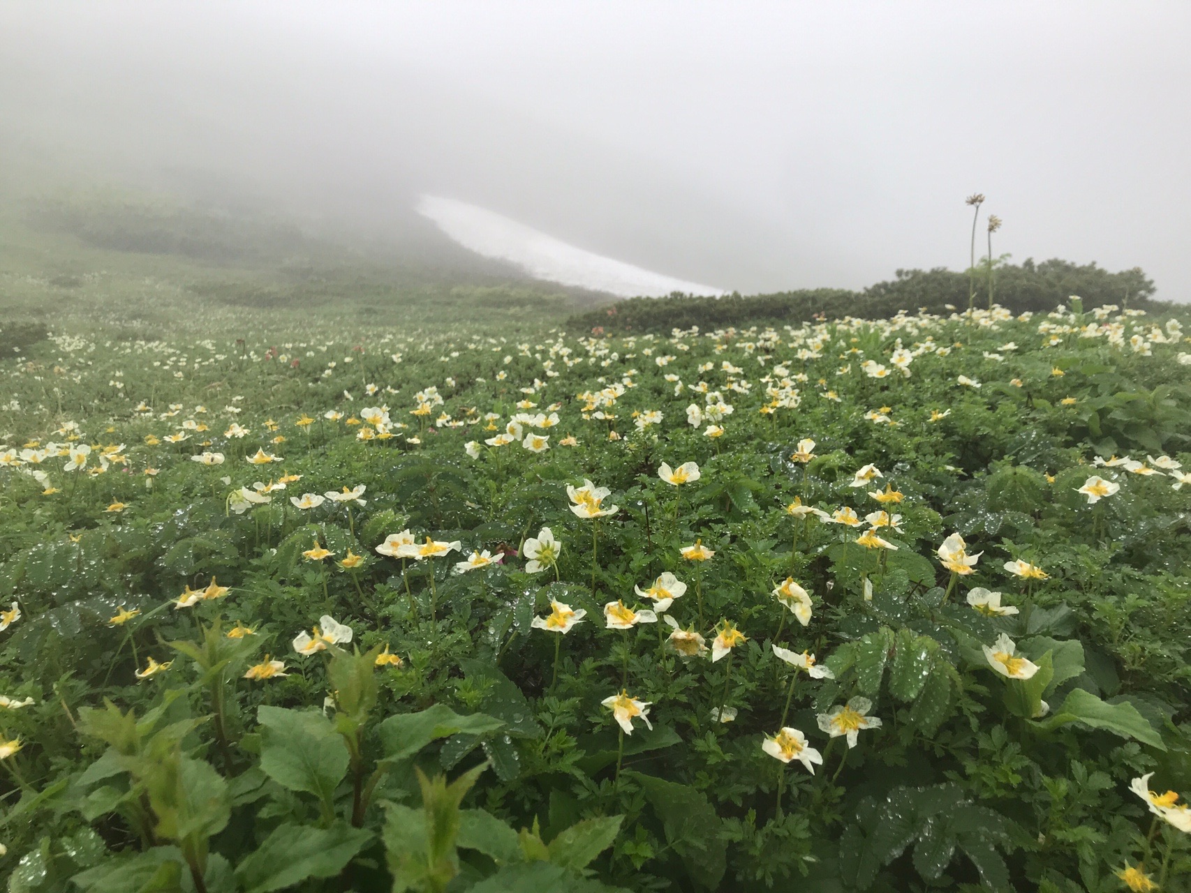 雨につつまれたムーミン谷0705 Gataさんの秋田駒ヶ岳 男女岳 貝吹岳の活動日記 Yamap ヤマップ