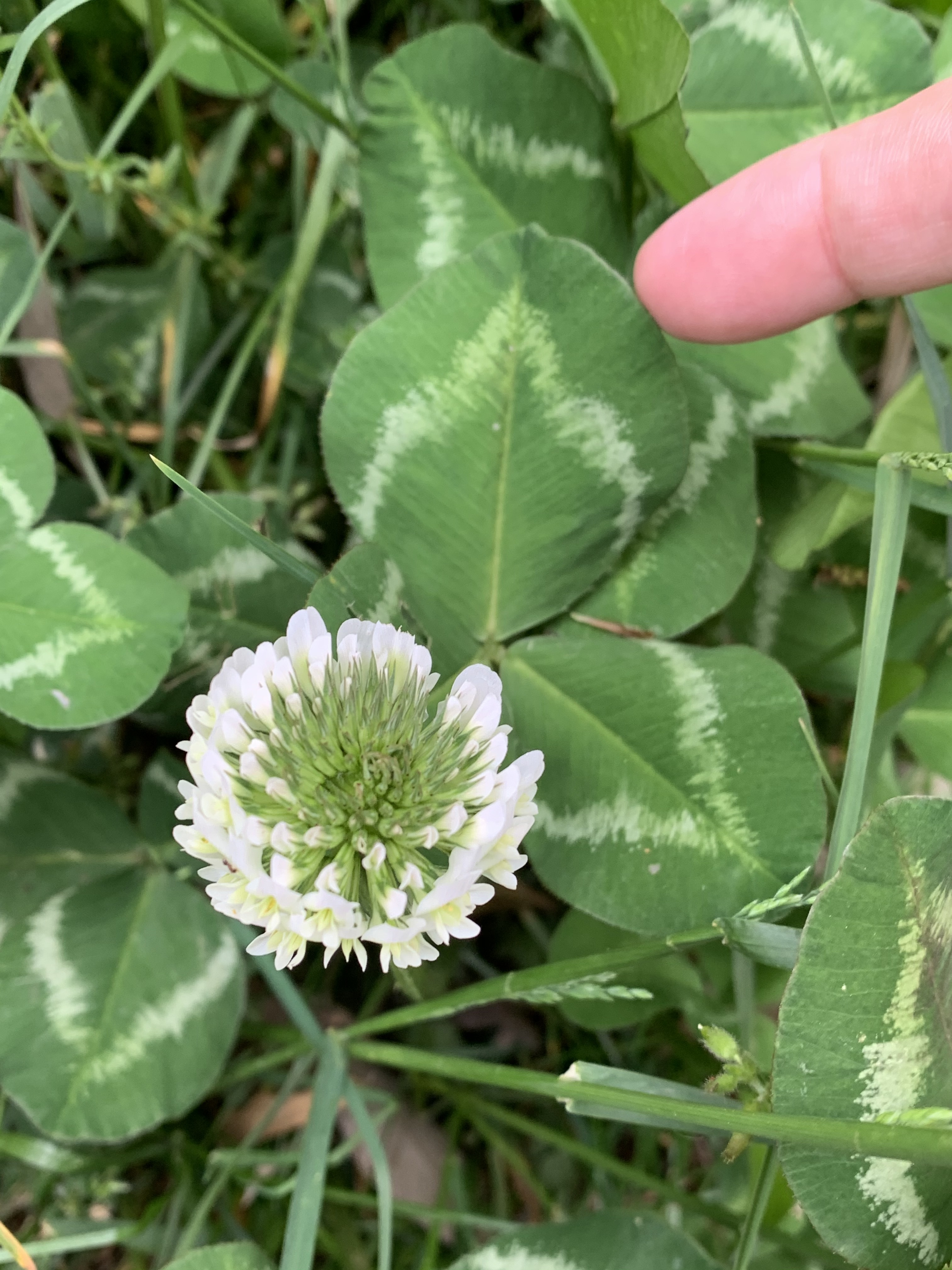花レポ その６ リンダさんの大山の活動日記 Yamap ヤマップ