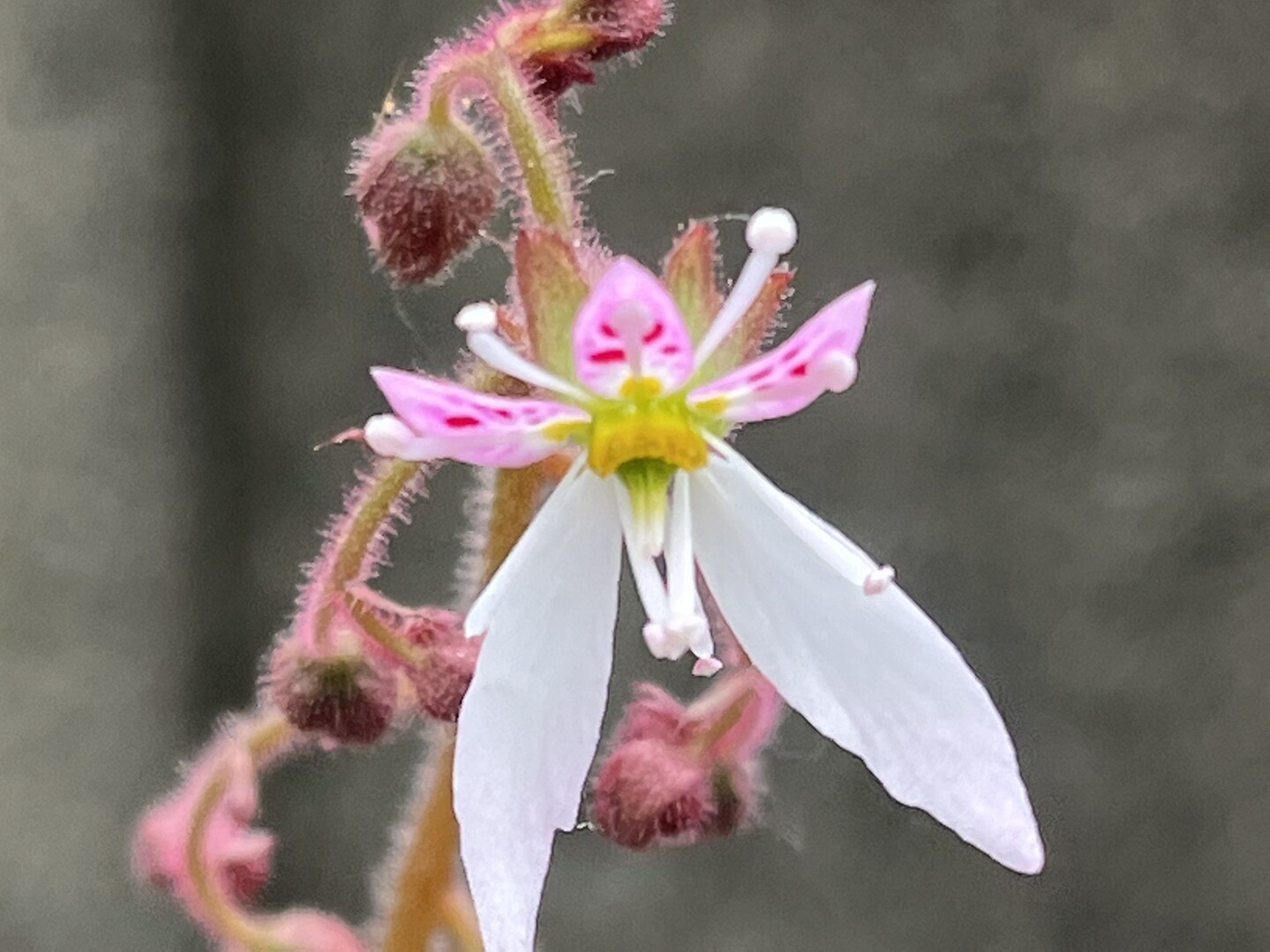 我が家の雪の下の花が咲きました 花は見た きょんさんのモーメント Yamap ヤマップ