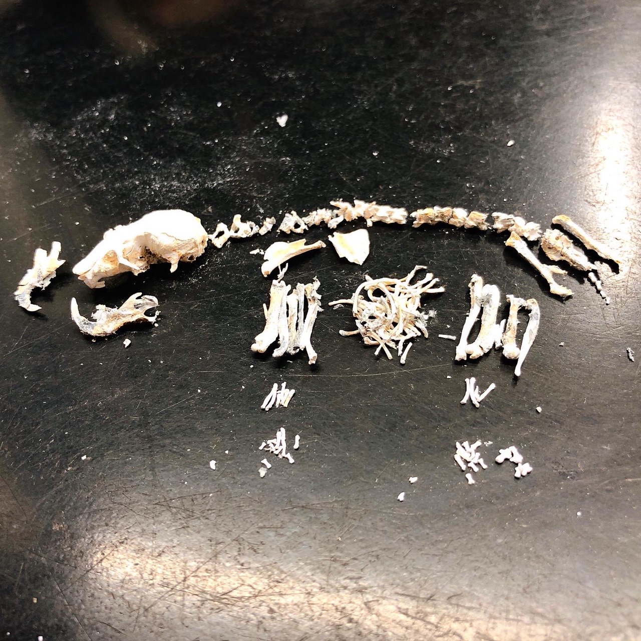 猛暑deもうショック の巻 岳女ハムストりんこさんの天円山の活動日記 Yamap ヤマップ