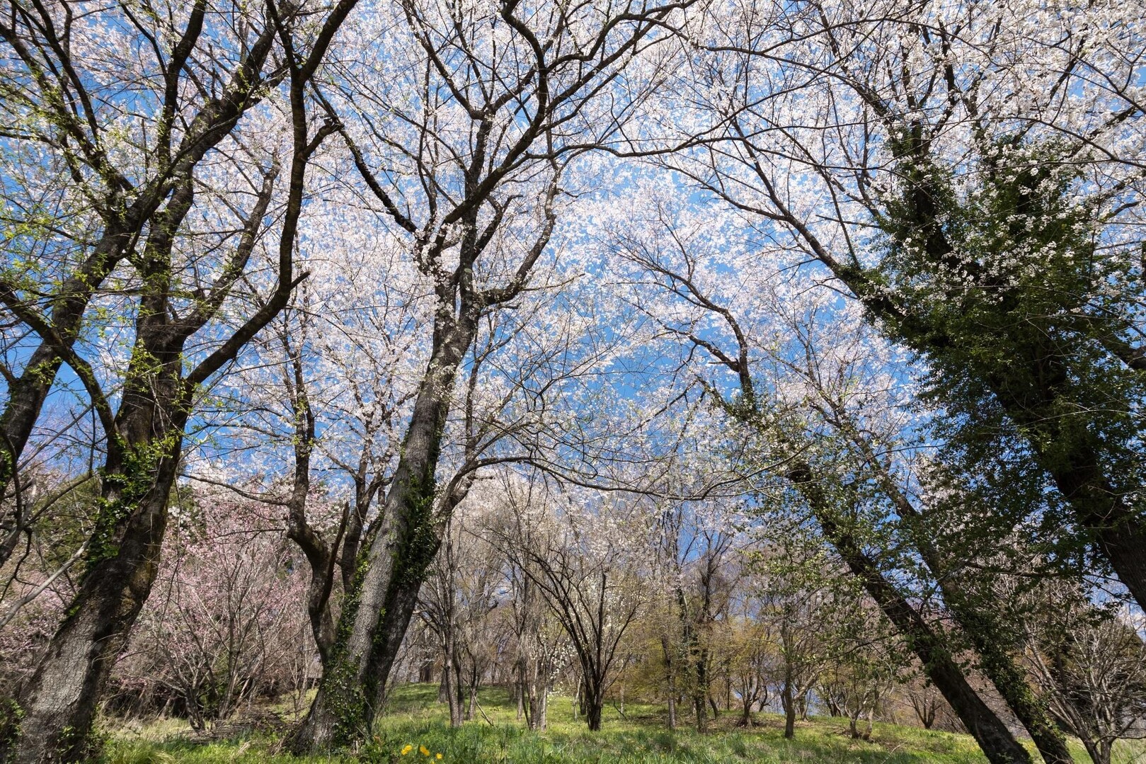 「日本で最も美しい村」連合の小川村（長野... / Bogey55さんのモーメント YAMAP / ヤマップ