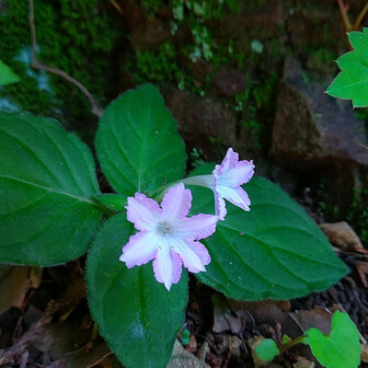 高尾山・陣馬山・景信山 イナモリソウ