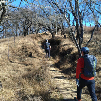 ヤビツ峠方面に向かう　トゲのある植物が登山道脇に多い